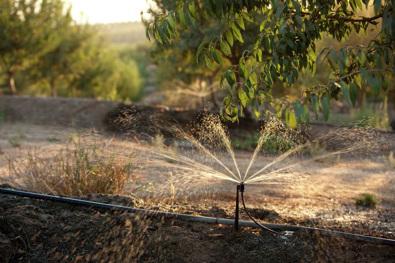 water sustainability sprinkler