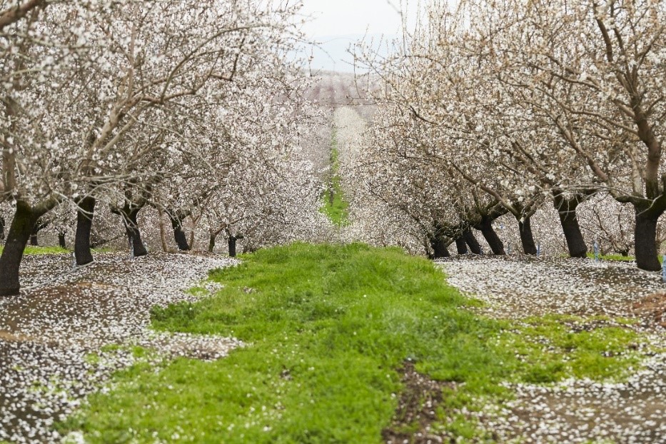 Almond Orchard 2025 Goals, Innovation and More The 2018 Almond