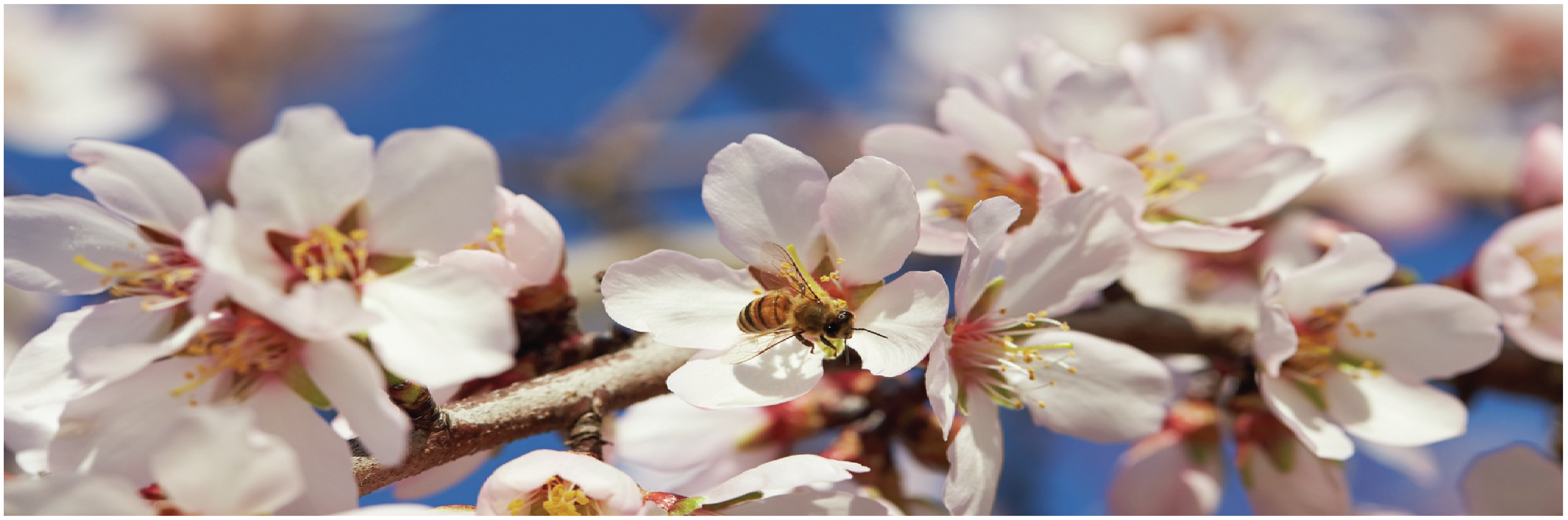 California Almond Community Announces Five-Point Pollinator Protection Plan