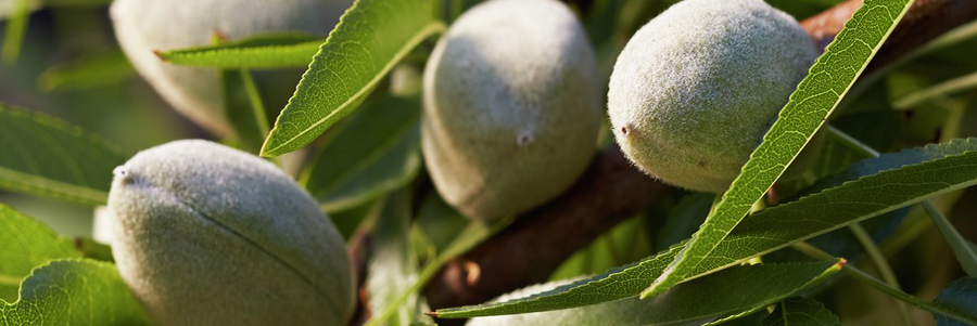 California Almond Acreage Increases in 2019