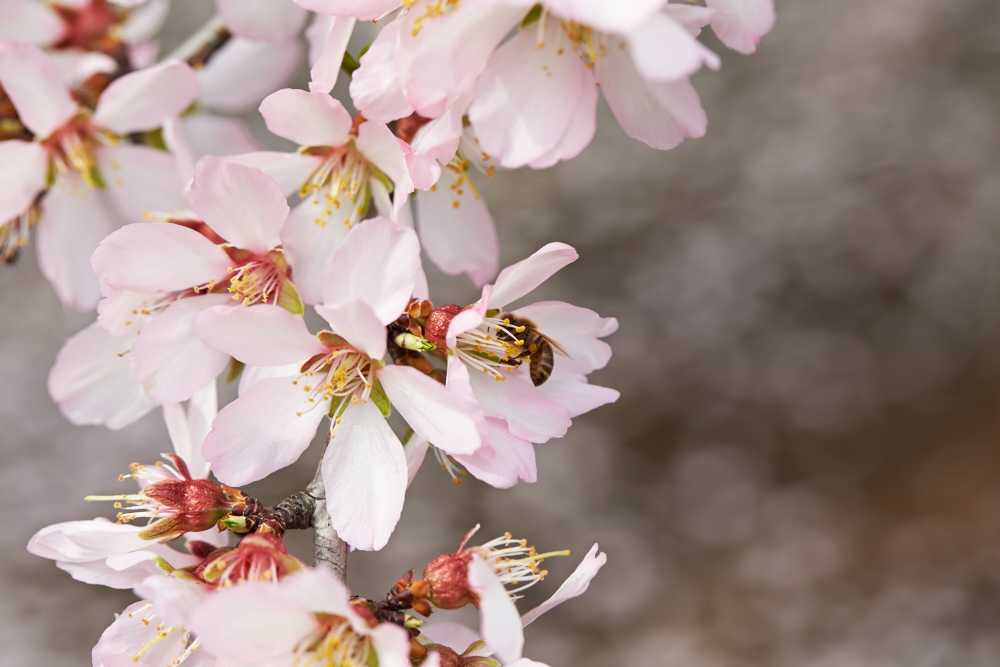 New Ohio State University Research Confirms Importance of Almond Board’s Honey Bee Best Management Practices