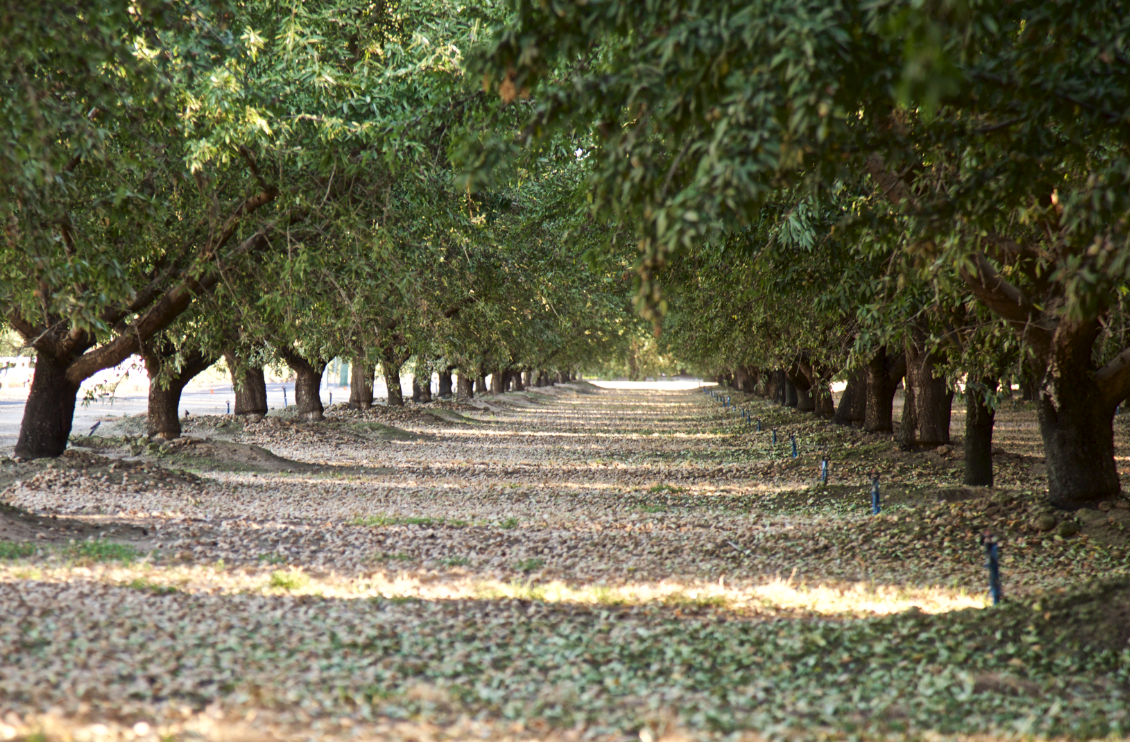 Focused on Growing Good, the California Almond Community Commits to New Goals