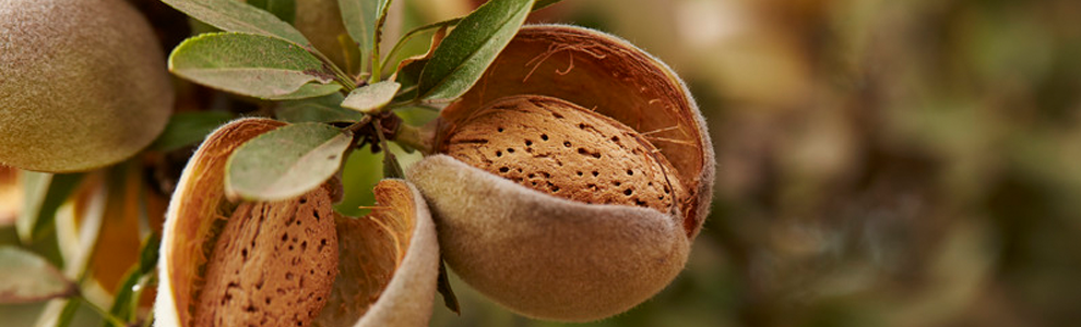 California Almond Industry Working to Meet Demand for Healthy, Shelf-Stable Almonds and Almond Products