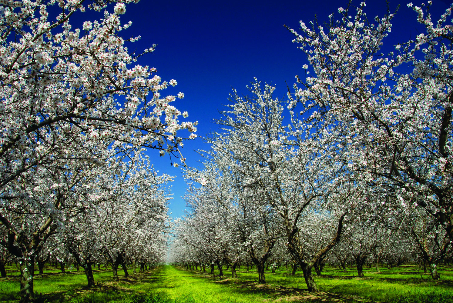 Almond Board of California 2019 Election Results