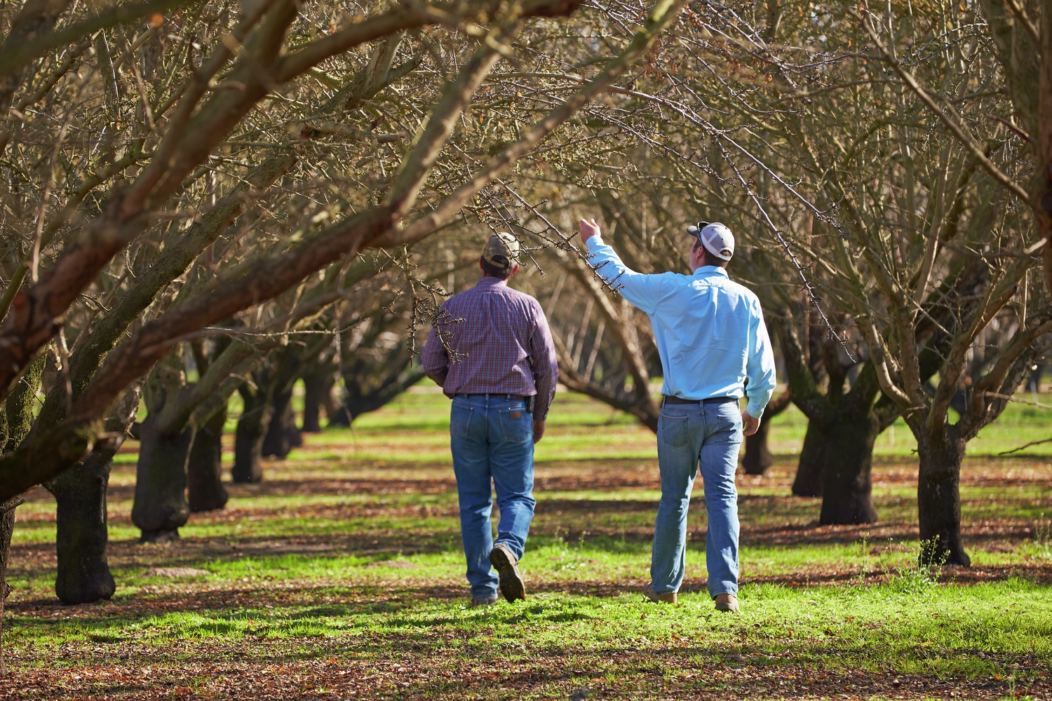 ABC Funds $1 Million in Navel Orangeworm Research