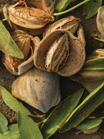 Placeholder Image of Almonds